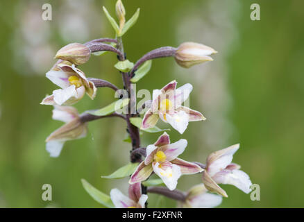 Epipactis palustris - Marsh Helleborine Stock Photo