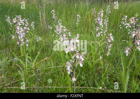 Epipactis palustris - Marsh Helleborine Stock Photo