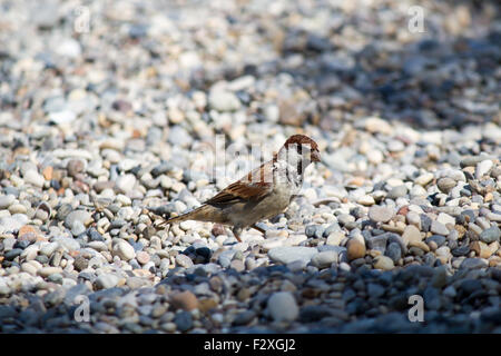 single sparrow on the pebble beach grey Stock Photo