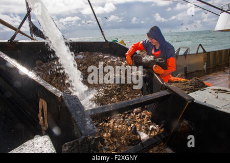 Dutch fishing vessel fishing on the North sea for sole and flounder Stock Photo