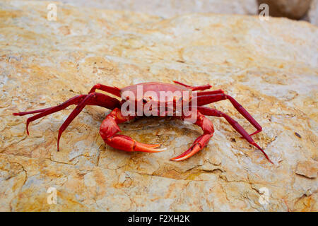 Geryon longipes is a Mediterranean crab red color Stock Photo
