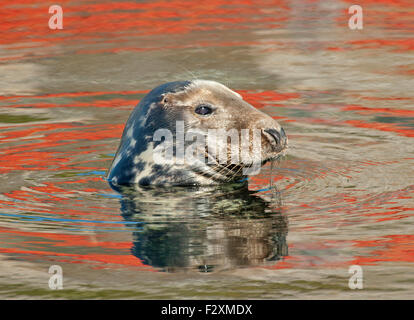 A Common Seal among reflections of colourful fishing boats in the waters of Burghead Harbour on the Moray Firth. UK  SCO 10,075. Stock Photo