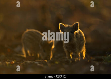 Piglets of Wild boar / Wild hog / Feral pig / Wildschwein ( Sus scrofa ) searching for food in backlight. Stock Photo
