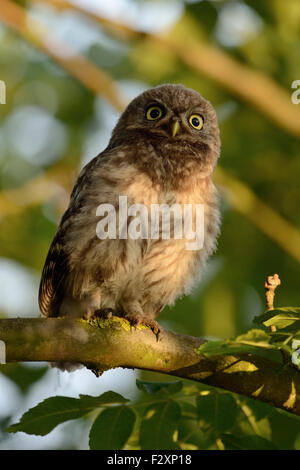 Minervas Owl / Little Owl / Steinkauz ( Athene noctua ) gets exited, squeaking on a branch in beautiful light. Stock Photo