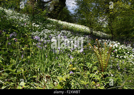 WILD FLOWERS GROWING ON A WOODLAND BANK IN EARLY SPRING. Stock Photo