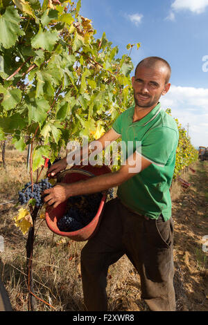 Harvesting red grapes in the production area of Chianti in Tuscany, Italy. Stock Photo