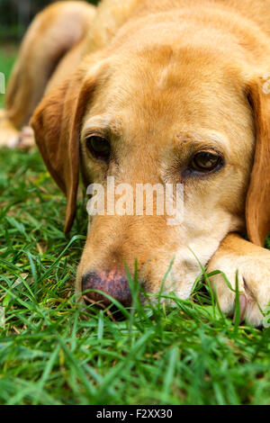 Yellow labrador retriever is lying in outdoor - selective focus Stock Photo