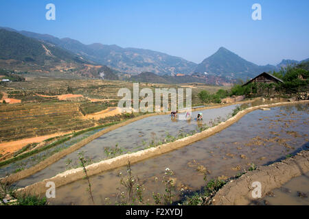 Rice cultivation in Sapa, Northern Vietnam Stock Photo
