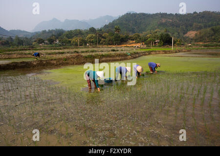 Rice cultivation in Sapa, Northern Vietnam Stock Photo
