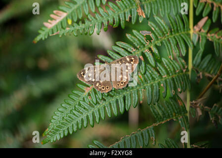 Speckled wood (Pararge aegeria) perched on bracken. Stock Photo