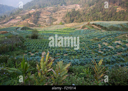 vegetable fields in Northern Vietnam Stock Photo