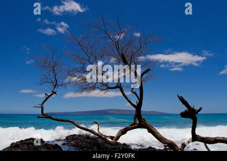 A dead tree on rocks along the shoreline at Kanahena Beach, Maui, Hawaii in July Stock Photo