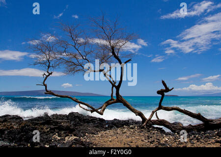 A dead tree on rocks along the shoreline at Kanahena Beach, Maui, Hawaii in July Stock Photo