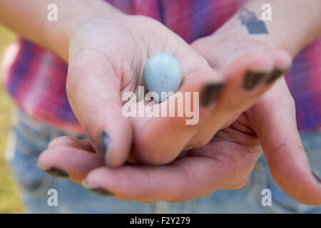 Close up of a woman's hands holding a small blue bird's egg. Stock Photo