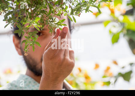A man looking closely at plants in a hanging basket. Stock Photo