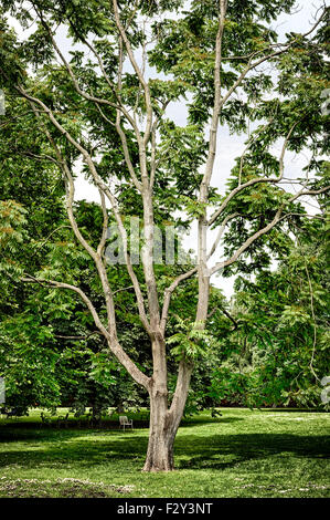 vintage HDR shot of a tree in a park Stock Photo