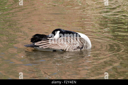 Canada Goose (Branta Canadensis) preening and having a wash in the water. Stock Photo