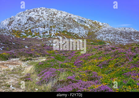 Holyhead Mountain.The tallest point on Anglesey, once a fortress now popular with climbers and walkers Stock Photo