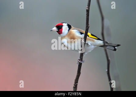 Photo of goldfinch standing on a twig Stock Photo