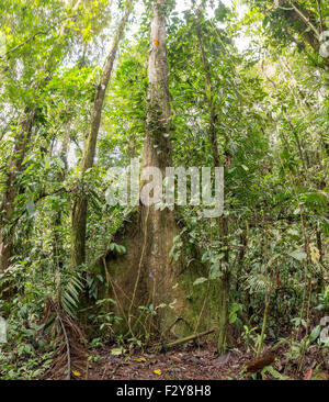 Large buttressed tree in primary rainforest, Ecuador Stock Photo - Alamy