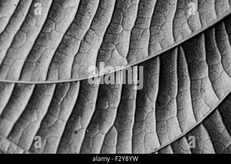 Black and White Leaf Stock Photo