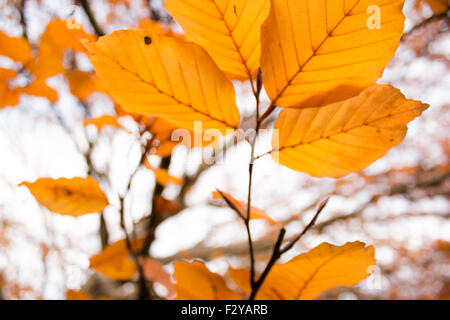 Beech tree in autumn with orange leaves Stock Photo