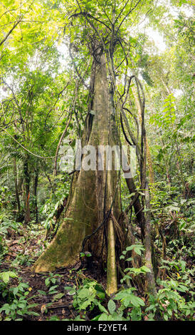 Large tree with buttress roots and festooned with lianas in tropical rainforest, Ecuador. Stock Photo