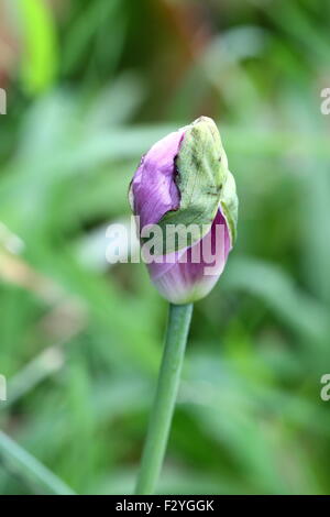 Unopened Opium Poppy Flower Bud Stock Photo