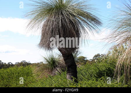 Xanthorrhoea or also known as Grass Tree Stock Photo