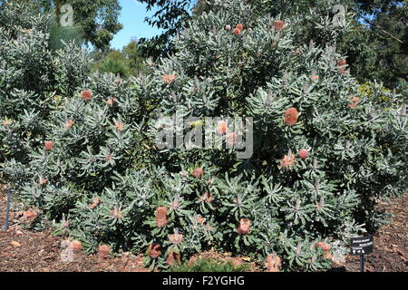 Banksia menziesii or also known as Firewood Banksia Stock Photo