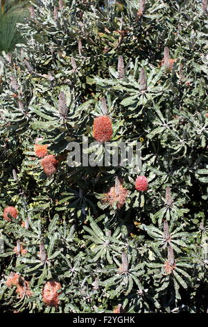 Banksia menziesii or also known as Firewood Banksia Stock Photo