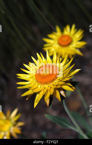Bracteantha Bracteata or Xerochrysum bracteatum also known as Paper Daisy Stock Photo
