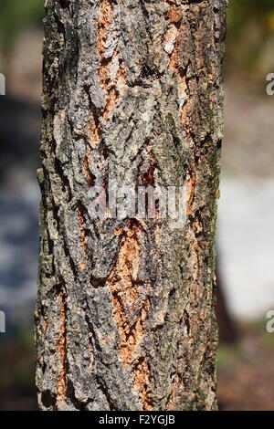 Close up shot of tree bark Stock Photo