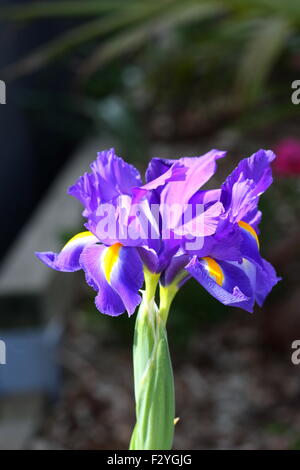 Iris x hollandica or also known as Dutch Iris Blue Magic flower in full bloom Stock Photo