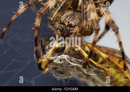 Close up of spider wrapping up a wasp it has captured in it's web. Stock Photo