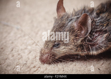 Closeup on a dead mouse's head Stock Photo