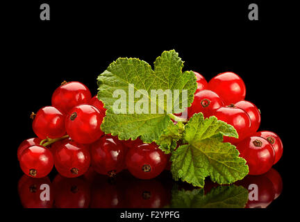 Red currant berry with leaf isolated on black background Stock Photo