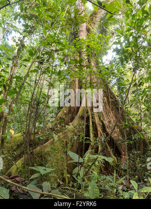 Kapok Tree (Ceiba pentandra) with buttress roots in the rainforest of ...