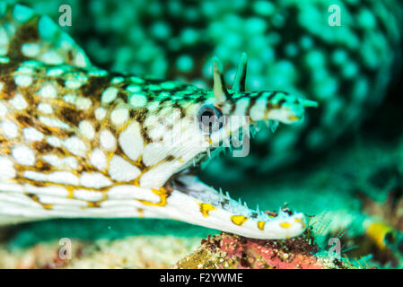 Dragon eel (Enchelycore  pardalis) .  At Kashiwajima island, Otuski, Kochi, Shikoku, Japan. Stock Photo