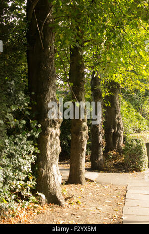 Four trees in a line with a path running down one side and it runs inbetween the first two, green leaves hang down. Stock Photo