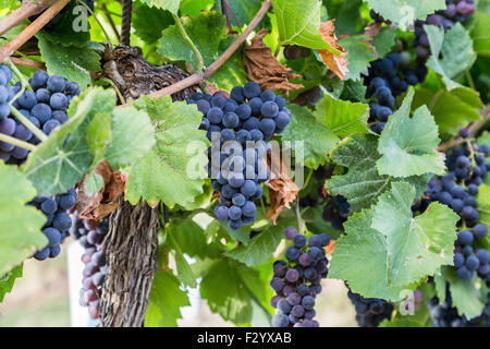 Closeup to a large bunch of Red Wine Grapes on the trees at a Vineyard. Stock Photo