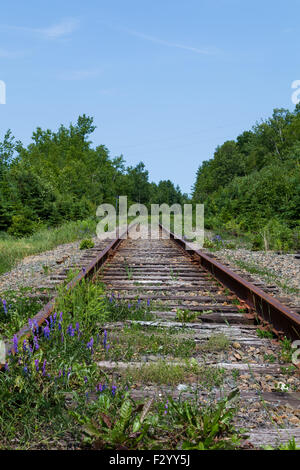 Old Railway Tracks in Cape Breton Island, Nova Scotia, with weeds and plants growing over the tracks. There is space for text. Stock Photo