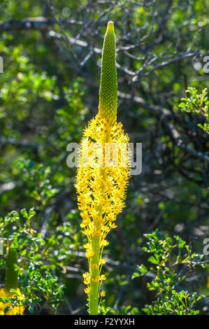 A backlit yellow Katstert (cats tail), Bulbinella latifolia, at Katstertvlei at Skilpad in the Namaqua National Park of South Af Stock Photo