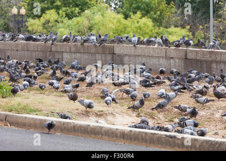 Large flock of pigeons gathering on pavement in busy urban environment ...