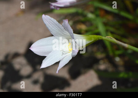 Crinum lily powellii Album in flower