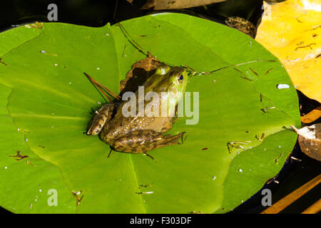 A frog sitting on a green lily pad Stock Photo