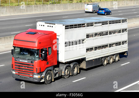 Livestock visible being transported in unmarked articulated trailer & hgv red lorry truck driving along English motorway part of UK food supply chain Stock Photo