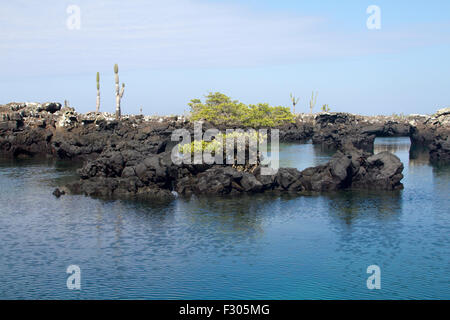 Los Tunneles (lava formations between mangroves and open sea), Isabela Island, Galapagos Islands Stock Photo