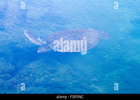 Green Sea Turtle, Los Tunneles (lava formations between mangroves and open sea), Isabela Island, Galapagos Islands Stock Photo