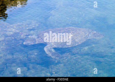 Green Sea Turtle, Los Tunneles (lava formations between mangroves and open sea), Isabela Island, Galapagos Islands Stock Photo